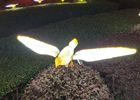 Led pigeon