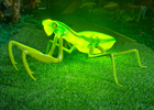 Led Mantis Light